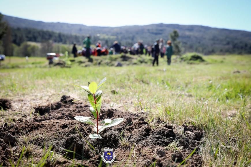 Dia Internacional da Floresta foram plantadas 200 &aacute;rvores