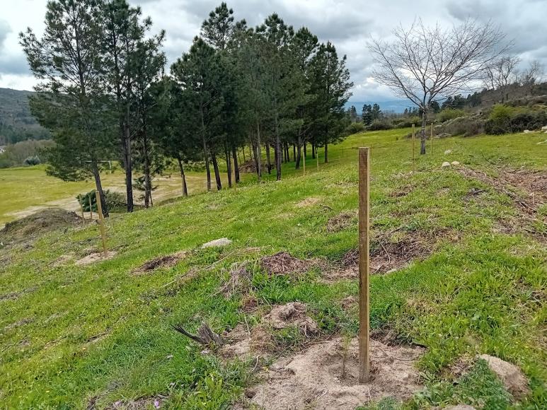 Dia Internacional da Floresta